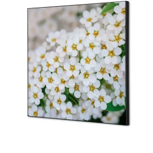 Speciale Aanbieding Wanddecoratie Spirea - 400x400mm