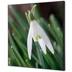Superprijs Wanddecoratie Sneeuwklokje - 400x400mm